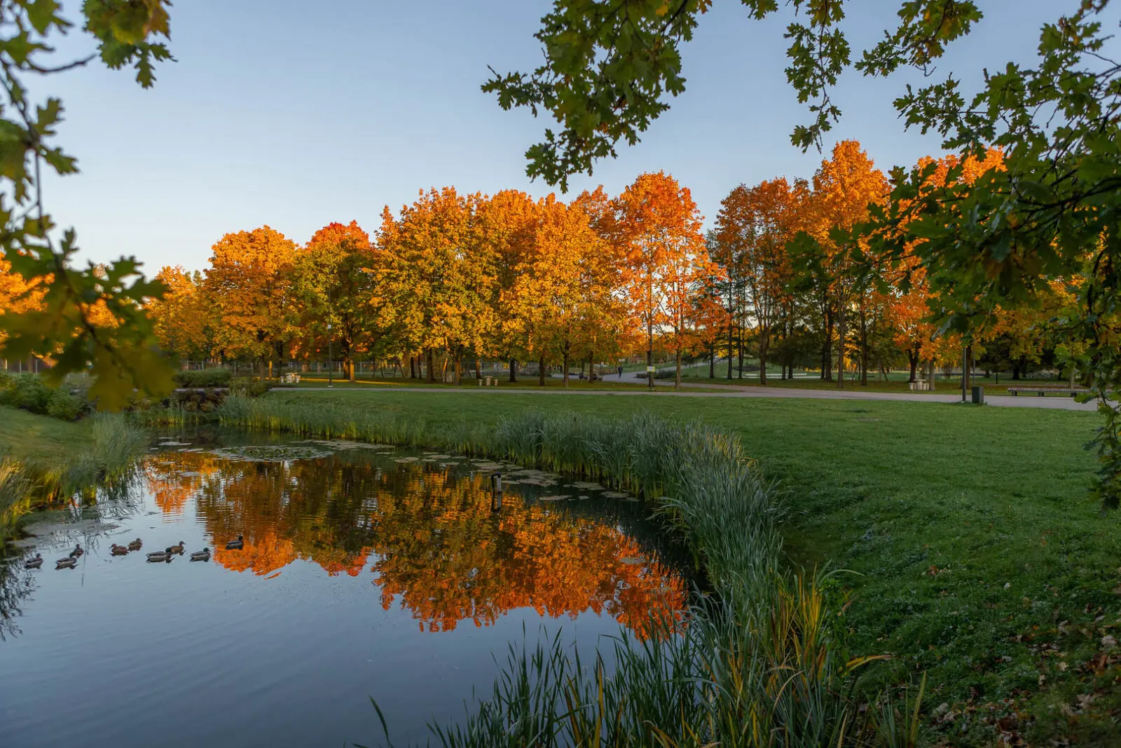 Naturalistic park setting featuring a stormwater pond, ecological shoreline planting, mature tree avenues, and open recreational lawns, enhanced by vibrant autumn foliage.